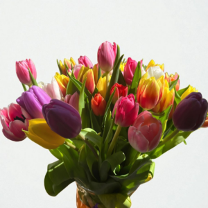 Tulipáncsokor vegyes színekben (szálas)
